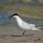 Les quatre stars du Cher