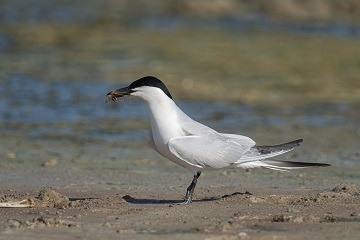 Sterne - bords de Cher