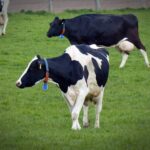 Pourquoi les agriculteurs sont-ils en colère ?