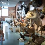 5 sorties pour le week-end en Touraine